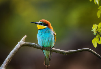 Bee-Eater / ***