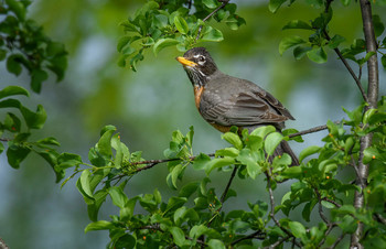 American robin (female) / ***