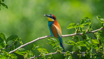 Bee-Eater / ***