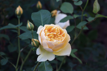 Yellow Rose / ***