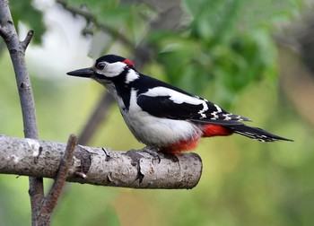 Woodpecker / ***