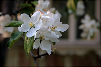 Apple Trees in Bloom / ***
