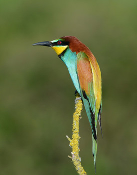 European bee-eater / ***