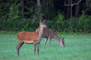 Pashkevich68 / Pashkevich68