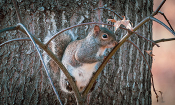 hidin' / gray squirrel