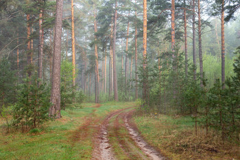 Spring Forest / ***