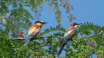 &nbsp; / Bee-eaters