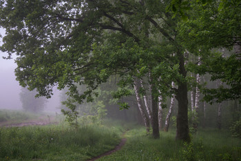 Foggy morning / ***