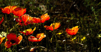 Poppies / ***