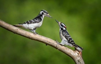 Hairy woodpecker (male &amp; female) / ***