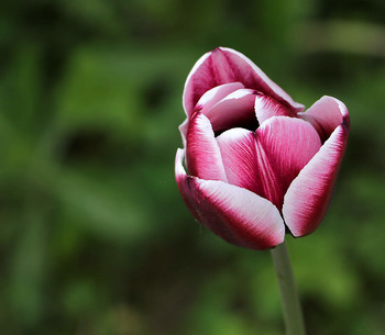 Tulip / ***