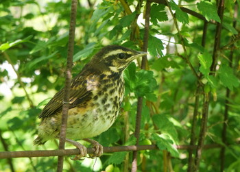 Chick / ***