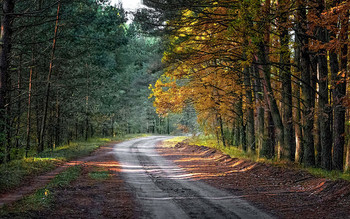 Forest Road / ***