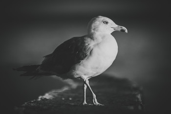 gull / No comments.