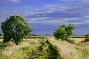 Road / ***