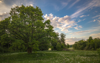 Oaks / ***