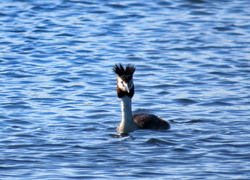 Great Crested Grebe / ***