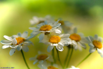 Daisies / ...
