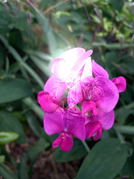 Summer Son / In der Blüte