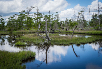 Coastal Swamp / Emerald Isle, North Carolina