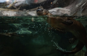 Swimming otter / love them!