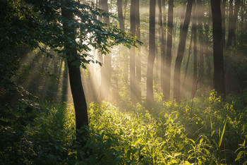 In the morning light / ***