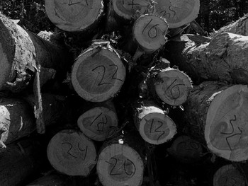 Dead Forest / ***