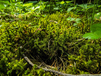***MOSS / ***