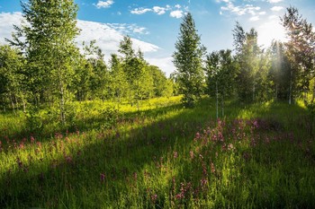 Checkered light and shade / ***