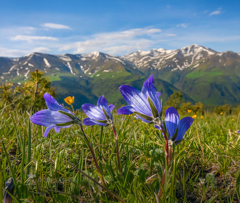 Spring in the mountains / ***