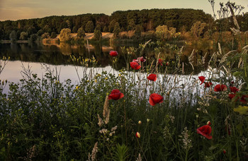 Poppies / ***