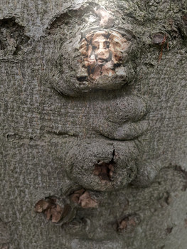 Comand / In the woods