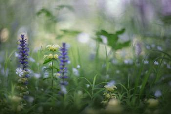 In the thick grass / ***