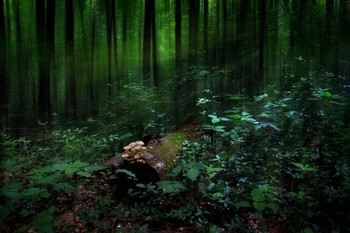 Enchanted forest / ***