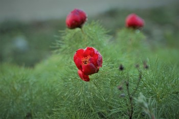 Peonies / ***