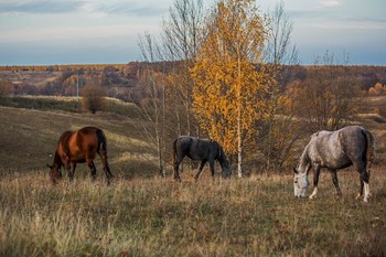 On pasture / ***