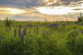 Native open spaces / ***