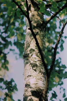 birch / ***