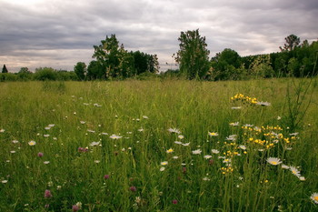 Mainly Cloudy. / ***