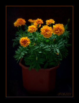 &nbsp; / [img]https://i.imgur.com/1juVK3M.jpg[/img]