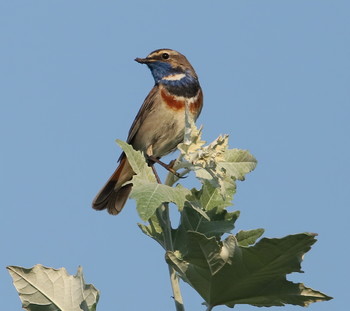 Bluethroat / ***