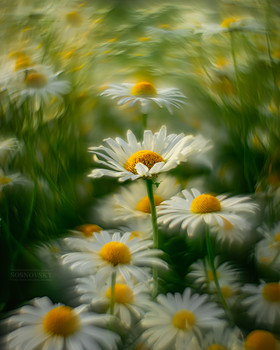 Chamomile mood / ***