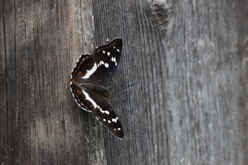 Pashkevich68 / Pashkevich68