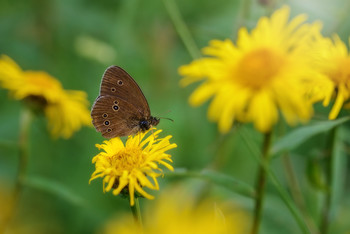 About summer ... / ***