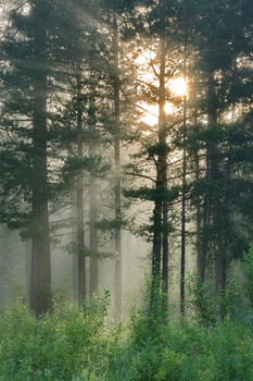 Morning in the forest. / ***