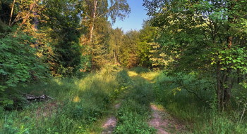 Morning in the forest / ***