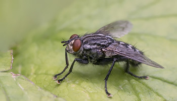 a fly on the field has gone ... / ***