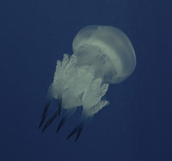 Jellyfish / ***