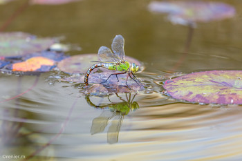 Eiablage / grosse Königslibelle bei der Eiablage