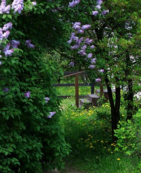 Flowering cherry / ***